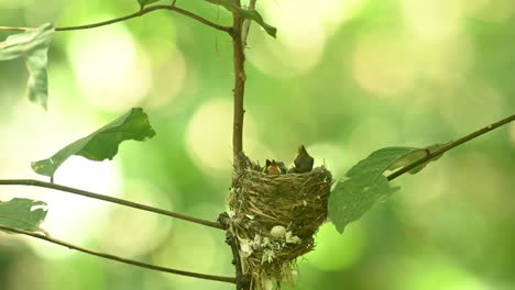 black-naped monarch, hypothymis azurea, kaeng krachan national park, thailand