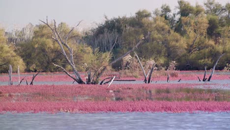 vista de un bosque inundado con árboles muertos y moribundos esparcidos, francia