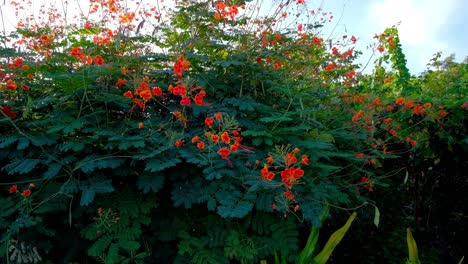 Clusters-of-pretty-red-and-yellow-blossoms-sway-in-the-soft-morning-breeze