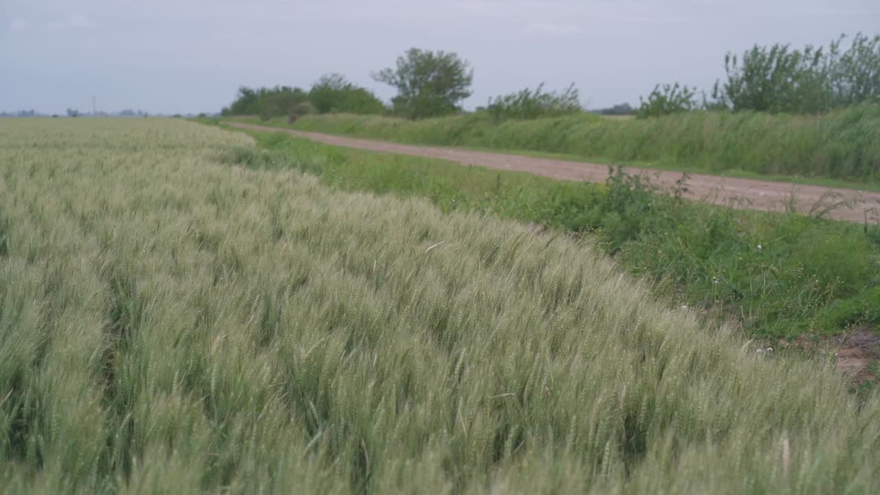 A dirt road runs along a wheat field
