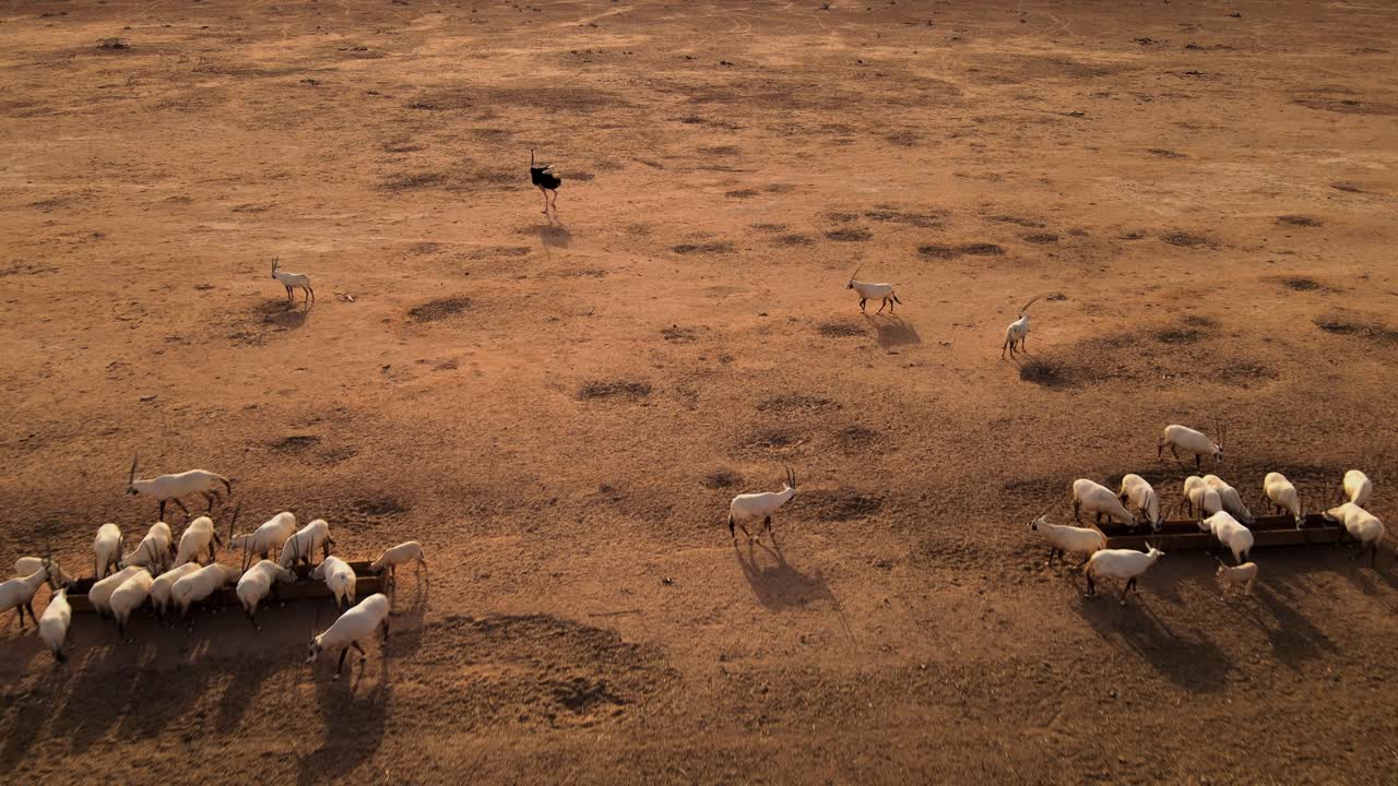 animales de sobrevuelo lento tomando una copa en un día muy caluroso en el desierto de israel