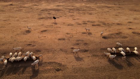 Langsam-überfliegende-Tiere,-Die-An-Einem-Sehr-Heißen-Tag-In-Der-Wüste-In-Israel-Etwas-Trinken