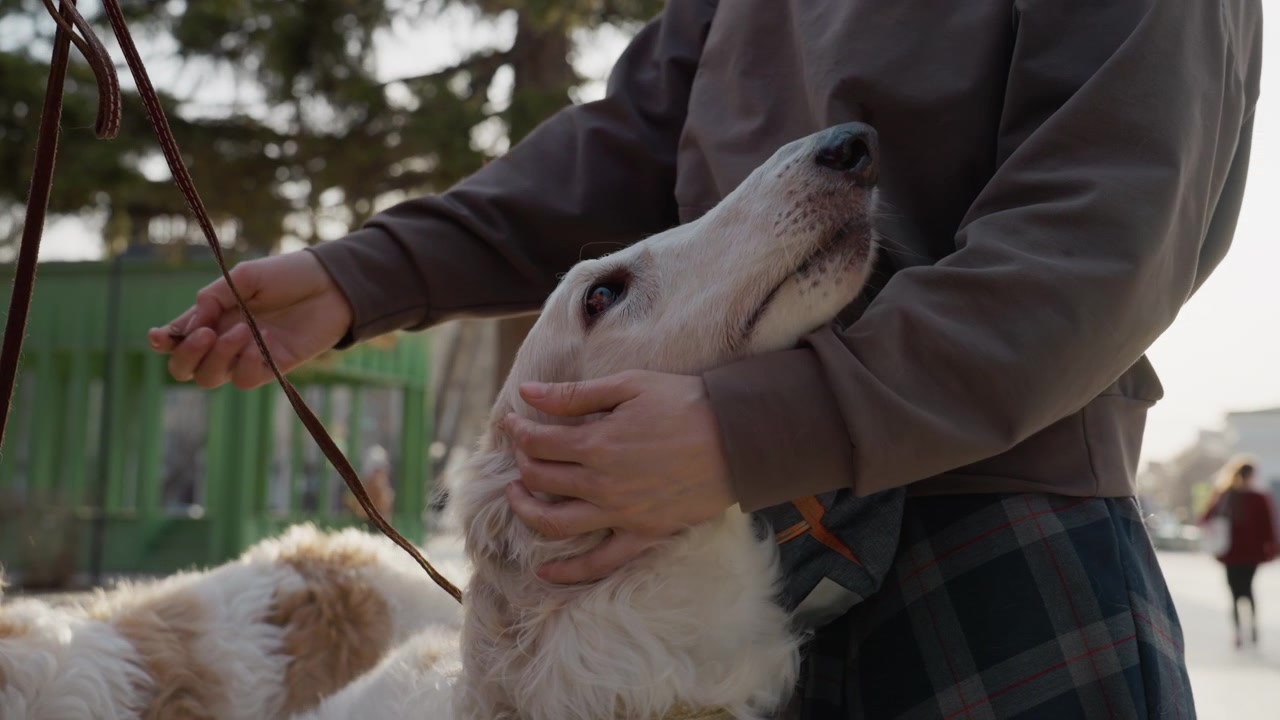 Persona accarezza delicatamente un cane soffice bianco e marrone all'aperto con l'animale che li guarda. La scena presenta una luce naturale soffusa, vegetazione sullo sfondo e dettagli come la texture del pelo e il guinzaglio visibili.