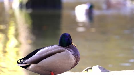 Un-Pato-Está-Parado-Sobre-Una-Roca-Junto-A-Un-Cuerpo-De-Agua