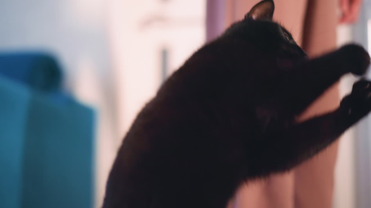 Lively Black Cat Pouncing At Hanging Feather Toy, Bright House Scene With Playful Cat Engaged Using Feather Toy, Energetic Indoor Cat Leaping And Batting At Curtain While Playing With Feather Toy