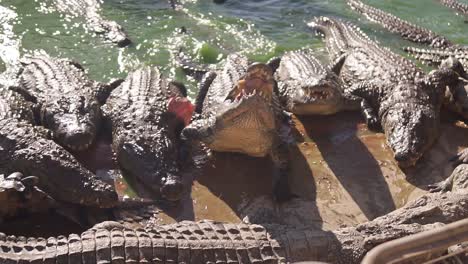 many crocodiles at a crocodile farm