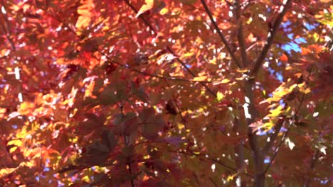 4k_autumn stock footage video capturing light, colors, and motion