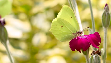 Brightly-lit-lemon-butterflies-feeding-on-a-vibrant-purple-rose-flower,-one-in-the-foreground,-another-out-of-focus-in-the-background