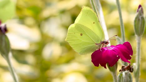 Hell-Erleuchtete-Zitronenschmetterlinge,-Die-Sich-Von-Einer-Lebhaften-Lila-Rosenblüte-Ernähren,-Einer-Im-Vordergrund,-Ein-Anderer-Unscharf-Im-Hintergrund