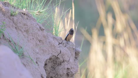 Rufous-treepie-calling-in-Breeding-Season