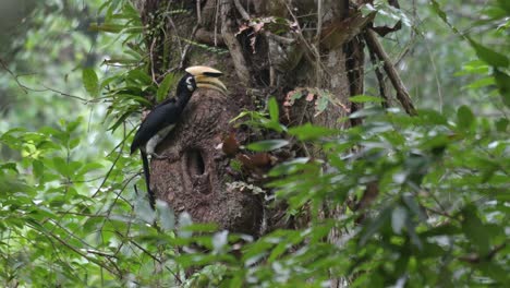 clinging on the side of the tree, a male oriental pied hornbill anthracoceros albirostris regurgitates food from its mouth and gives it to its mate inside its nest in khao yai national park, thailand