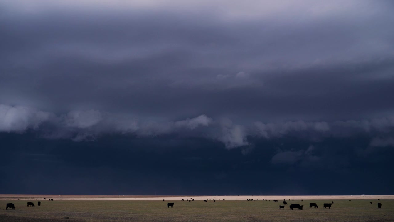 Vidvinkel-timelapse fanger køer, der græsser på åben mark, mens truende torden- og stormskyer samles i orkansæsonen, hvilket fremhæver barskt vejr og landlig spænding.