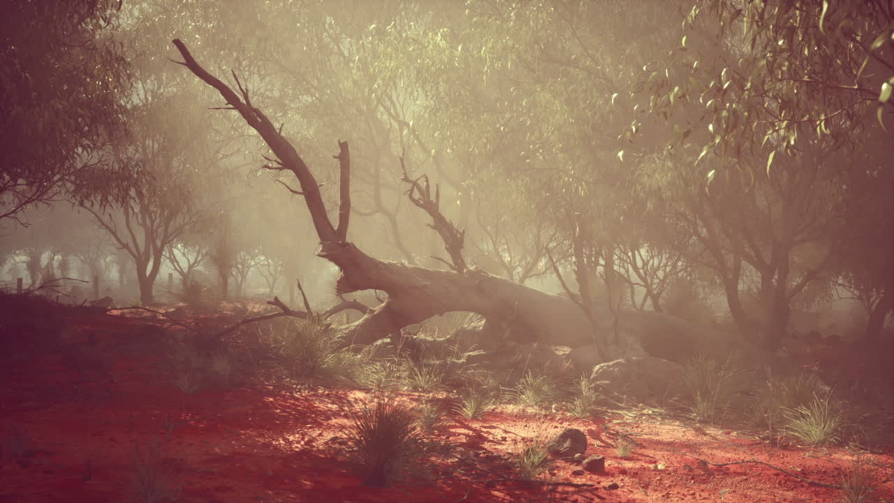 Misty forest landscape with fallen tree and sun rays in the early morning