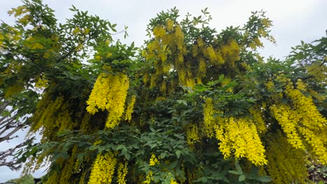 beautiful golden chain tree laburnum