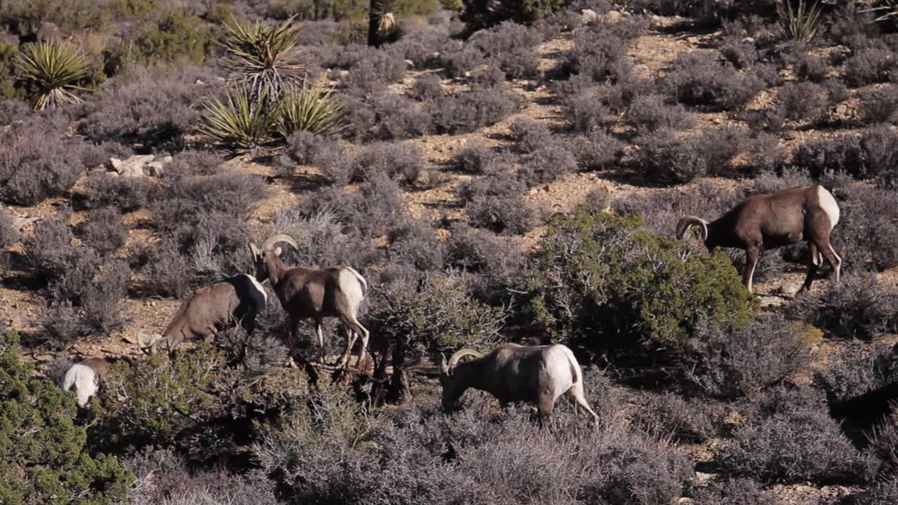 Bighorn sheep in their natural habitat