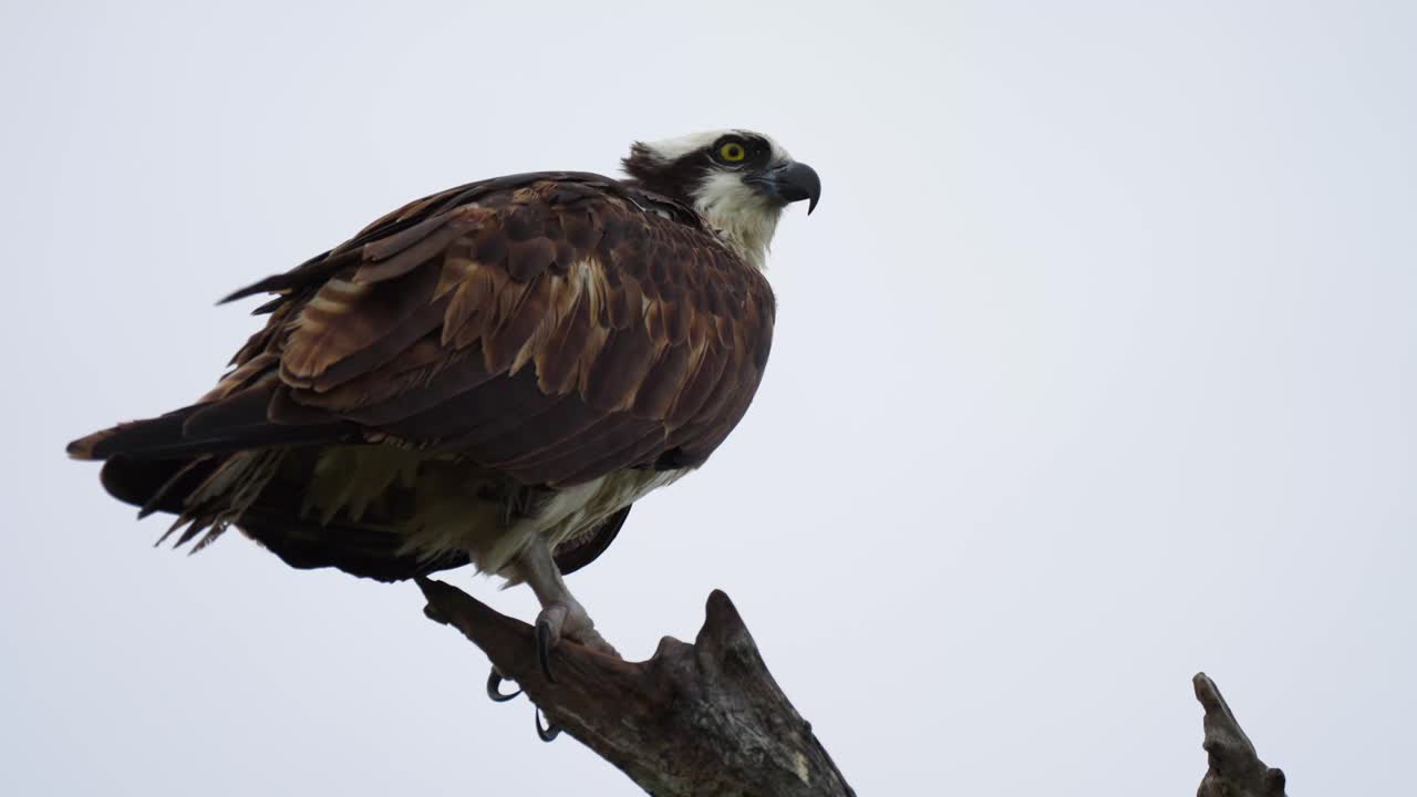 Osprey perched on high branch in Florida Everglades stares directly to viewer, low angle upward telephoto