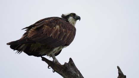 osprey perched on high branch in florida everglades stares directly to viewer, low angle upward telephoto