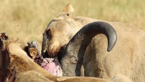 medium closeup of a lioness feeding on a buffalo' head, khwai botswana