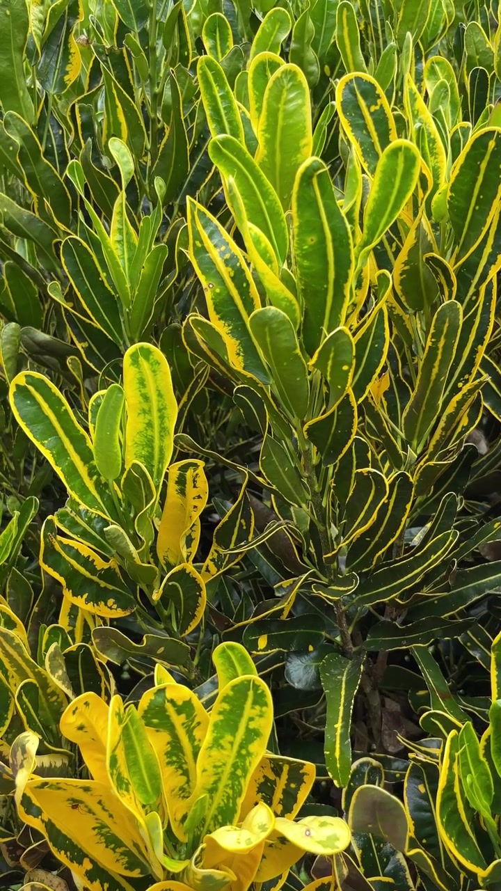 Primo piano di foglie di croton verde brillante e giallo.
