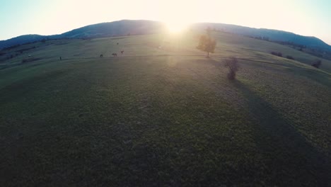 flying over a fields on a ranch in time of a sunset