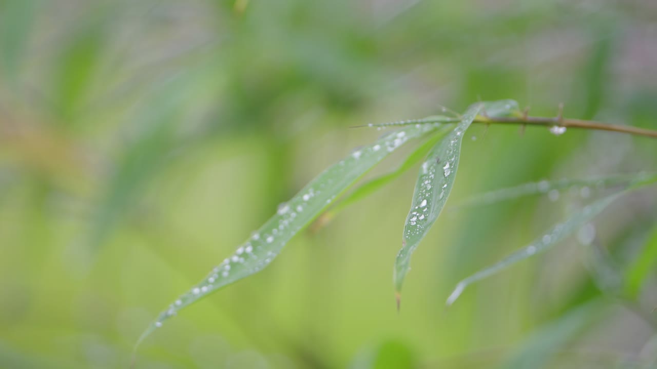 Garden rainfall seasonal scenery, precipitation forecast, close-up view