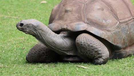 una tortuga gigante se mueve por la hierba.