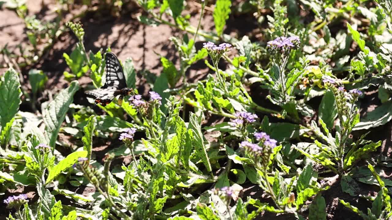 A butterfly flutters gracefully over lush green plants and delicate purple flowers in a sunlit garden.