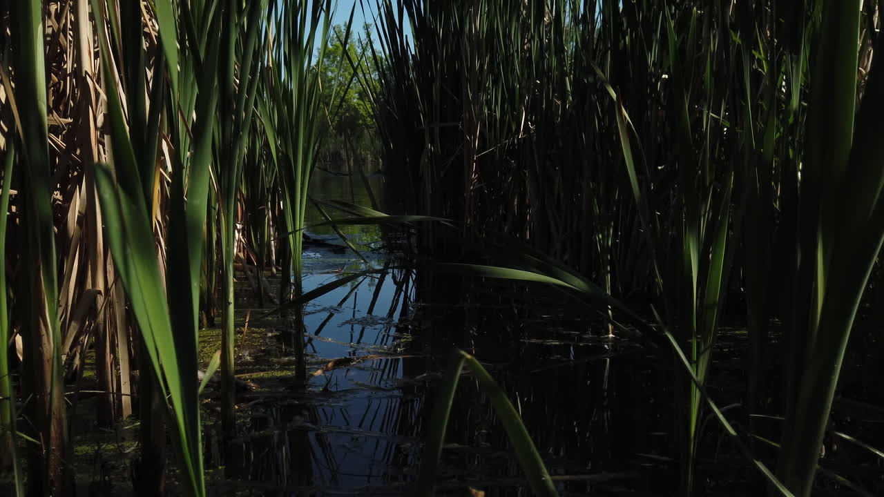 A slow tilt up from a pond surface revealing natural bird habitat and tall, dense cattails growing to the sky