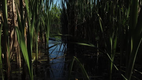 a slow tilt up from a pond surface revealing natural bird habitat and tall, dense cattails growing to the sky