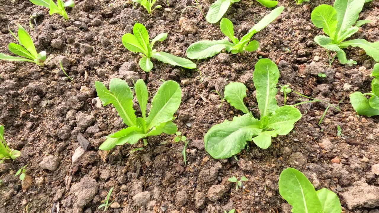 Young lettuce plants in a cultivated field