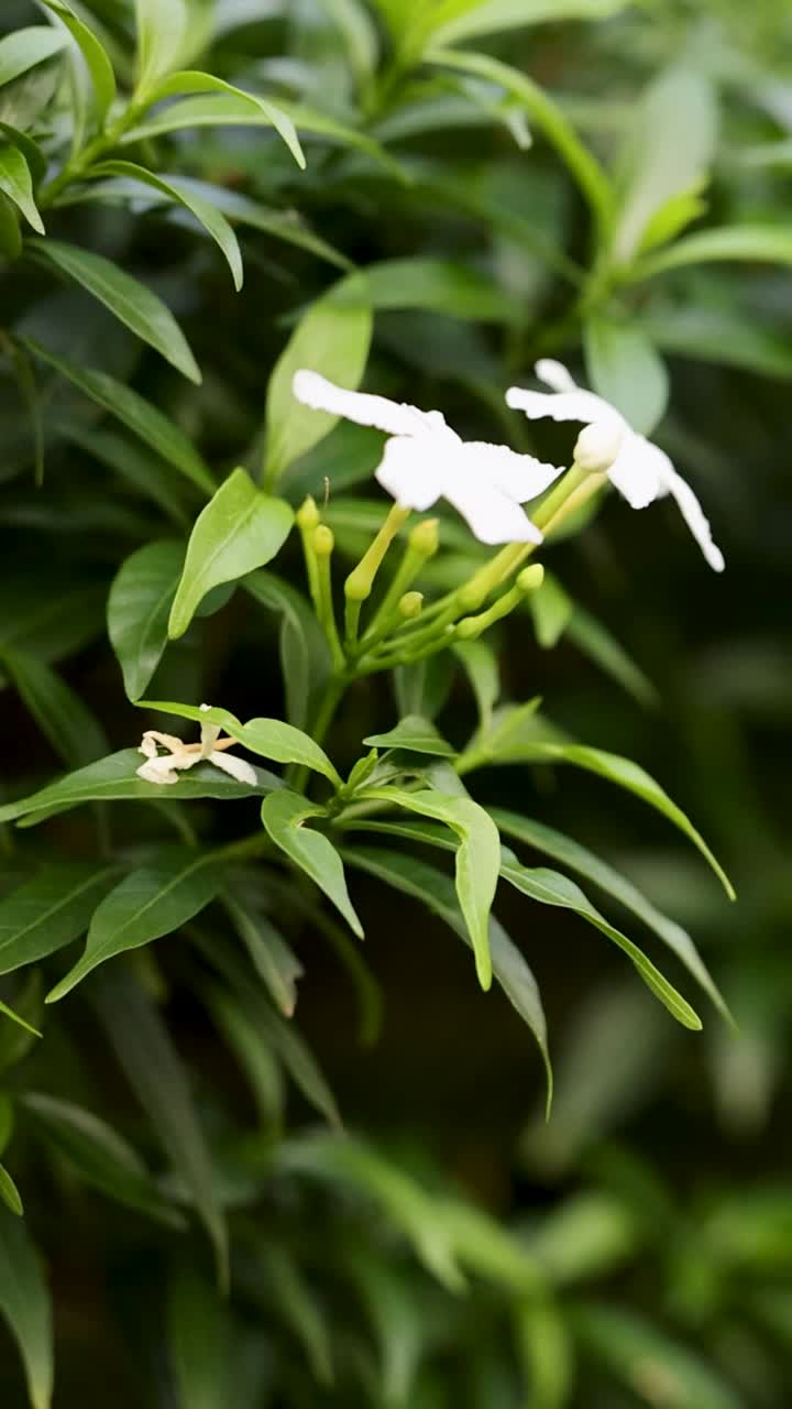 푸른 잎 사이에서 흔들리는  꽃