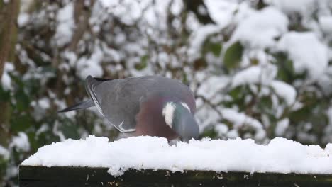 woodpigeon columba palumbusow on snow covered bird table