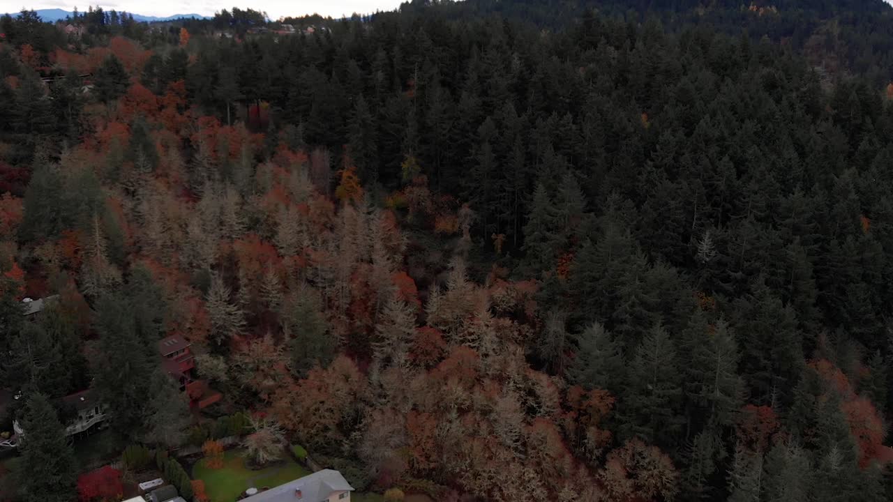 hermosos árboles verdes en el invierno