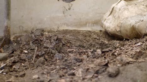 shovel digging pile of soil in slow-motion