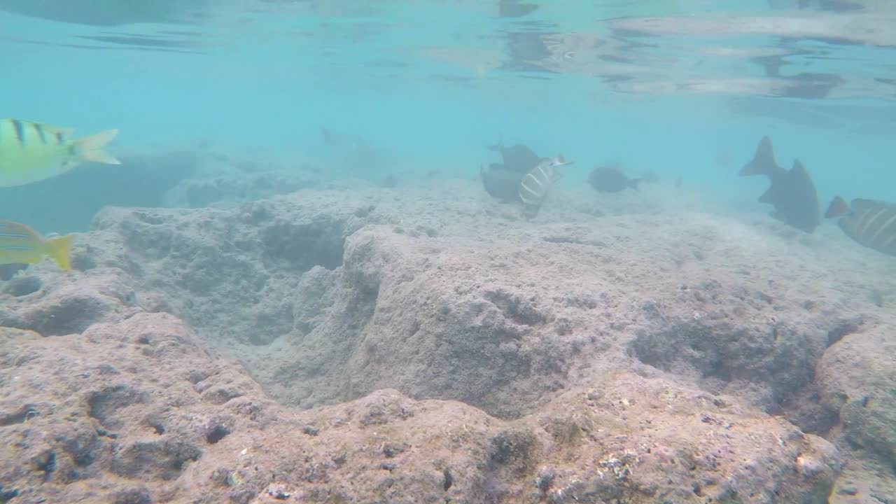 Et tropisk koralrev, der vrimler med farverige fisk ved Hanauma Bay State Park - Oahus bedste snorkeldestination og turistattraktion