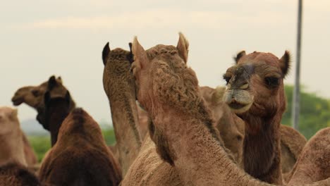 Camels-at-the-Pushkar-Fair,-also-called-the-Pushkar-Camel-Fair-or-locally-as-Kartik-Mela-is-an-annual-multi-day-livestock-fair-and-cultural-held-in-the-town-of-Pushkar-Rajasthan,-India.