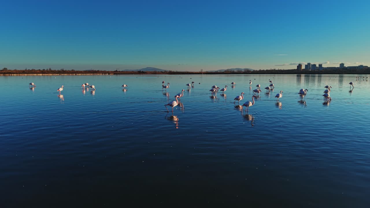 Flamingos wade in blue water under clear sky near distant city