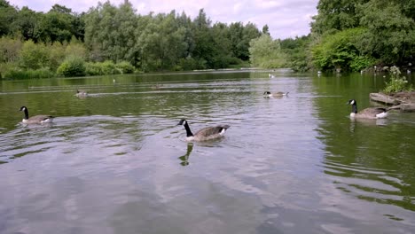 Geese-swimming-in-the-lake-at-stamford-park