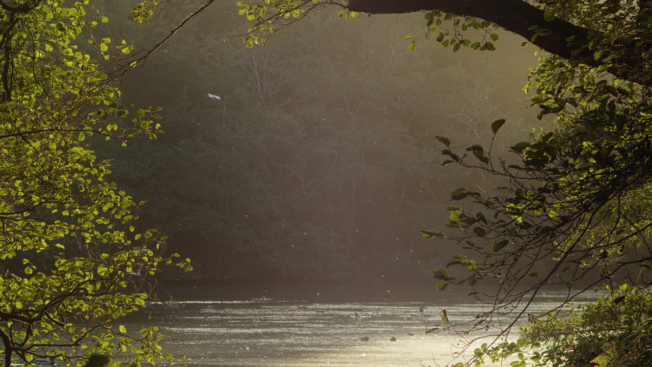 황금빛은 마법의 호수 위의 새와 곤충을 비추고 느린 동작