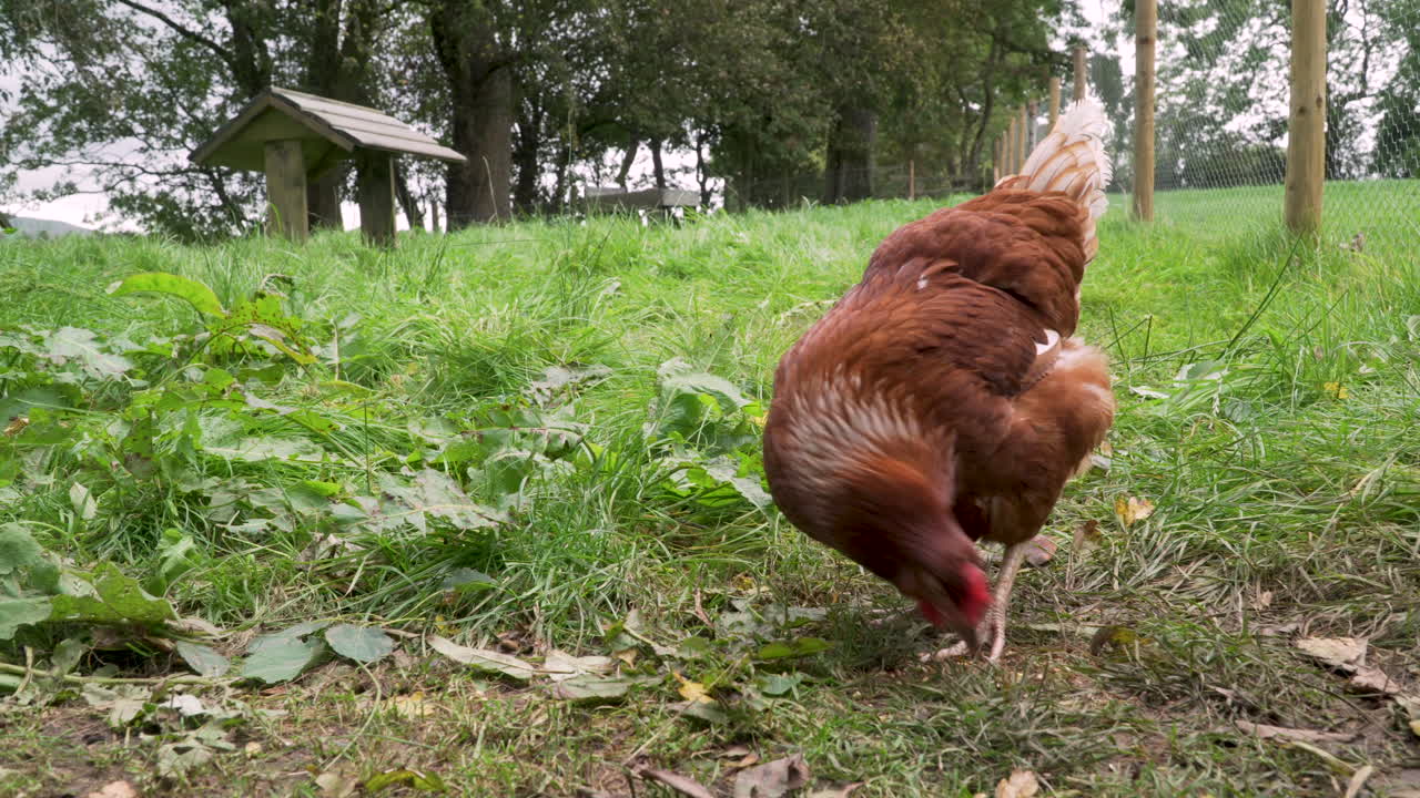 pollo de corral rascando hierba en el recinto y comiendo comida