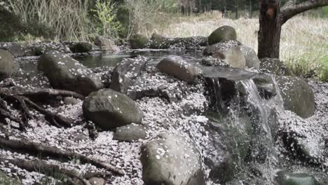 Blossoms-falling-slowly-to-the-ground-near-a-flowing-water-feature