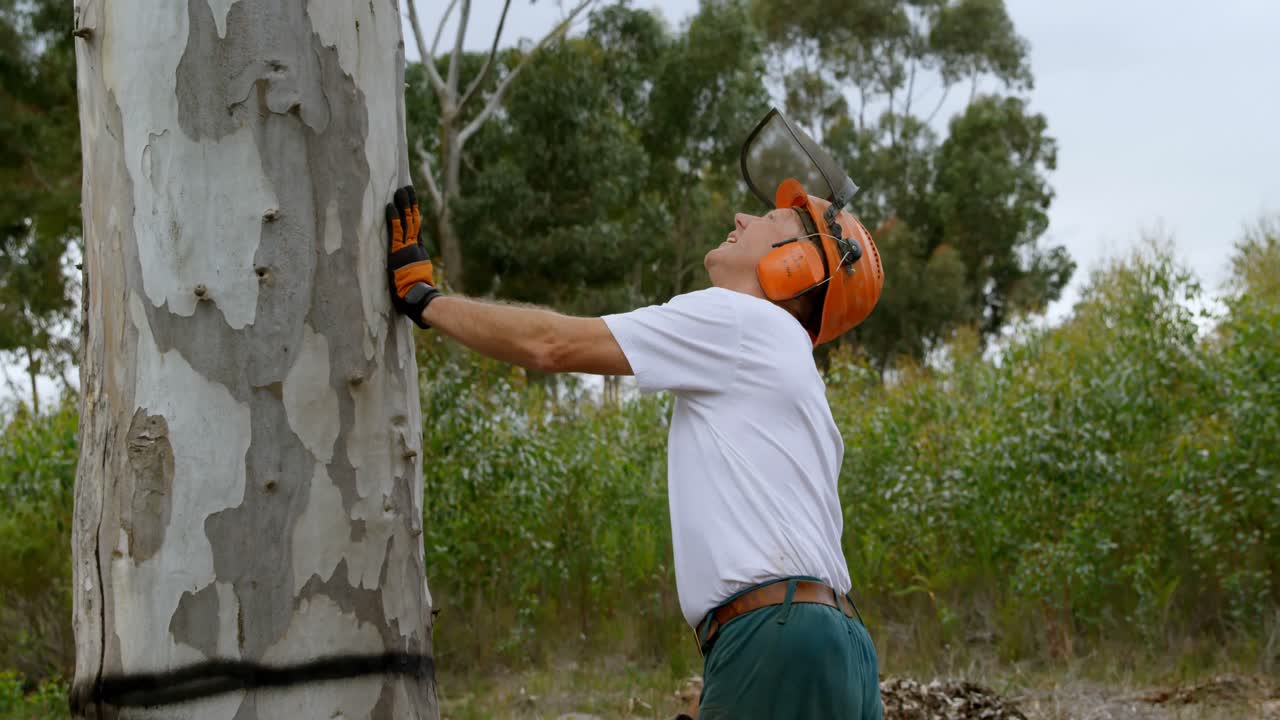 leñador examinando el árbol antes de cortar 4k
