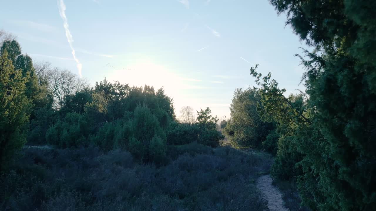 Sunlit Juniper Forest