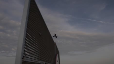 seagull passing in slow motion