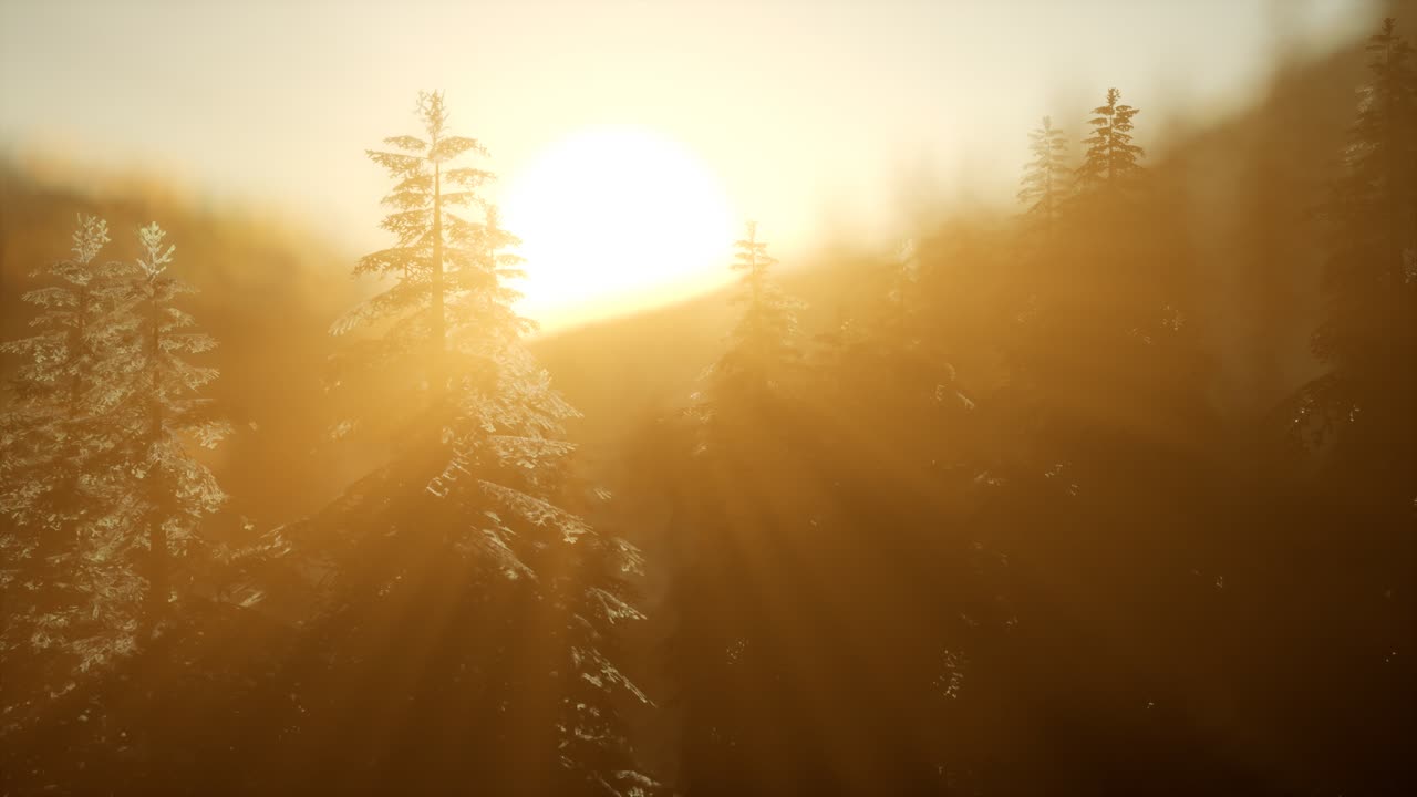 bosque de pinos al amanecer con cálidos rayos de sol