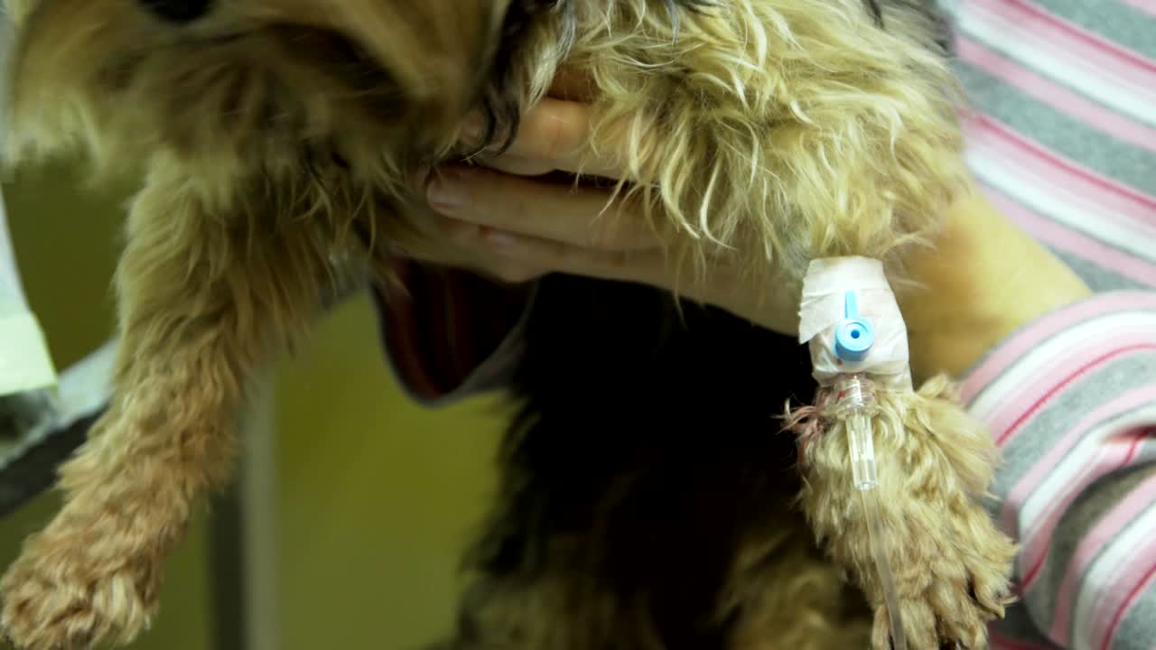 perro con un catéter en un veterinario en la clínica