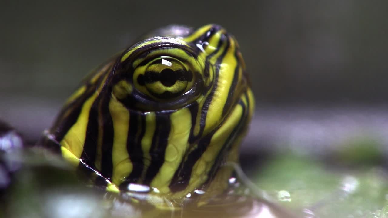 крупный план пресноводной черепахи, высовывающей голову из воды