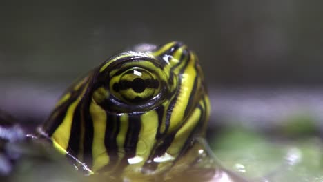 extreme close up of a freshwater turtle poking its head out of the water