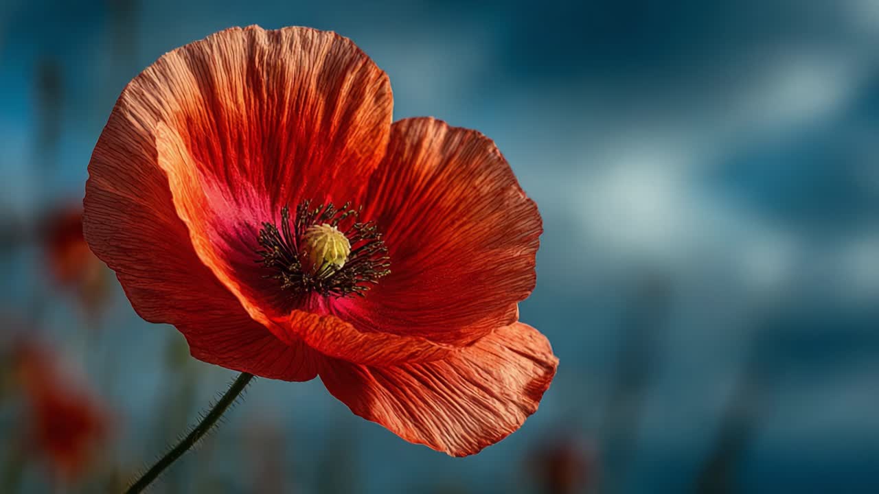 Uno splendido primo piano di un vivace fiore di papavero arancione su un cielo blu intenso, perfetto per gli amanti della natura e gli appassionati di fotografia floreale
