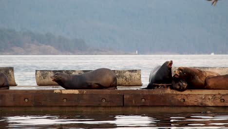 Leones-Marinos-Moviéndose-En-El-Muelle-Con-Montañas-En-Segundo-Plano.